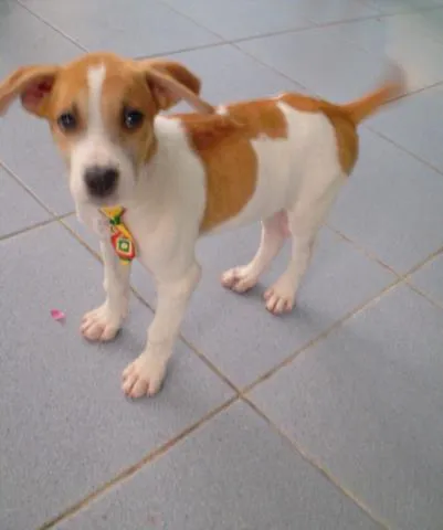 Cachorro ra a mistura com pit bull idade 2 a 6 meses nome Tony