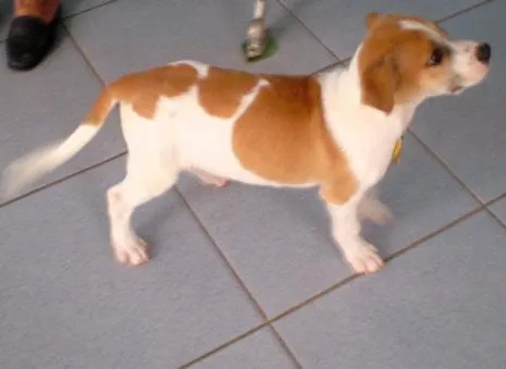 Cachorro ra a mistura com pit bull idade 2 a 6 meses nome Tony