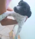 Filé