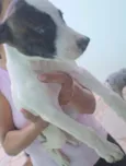 Pitucha