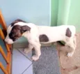 Pitucha