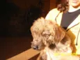    Xoquito