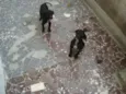 Tico e Teco