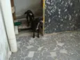 Tico e Teco
