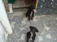 Tico e Teco