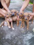 4 Filhotes