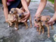 4 Filhotes