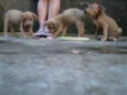 4 Filhotes