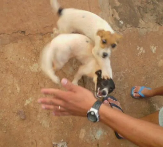 Cachorro ra a SRD idade 2 a 6 meses nome Lola e Luma