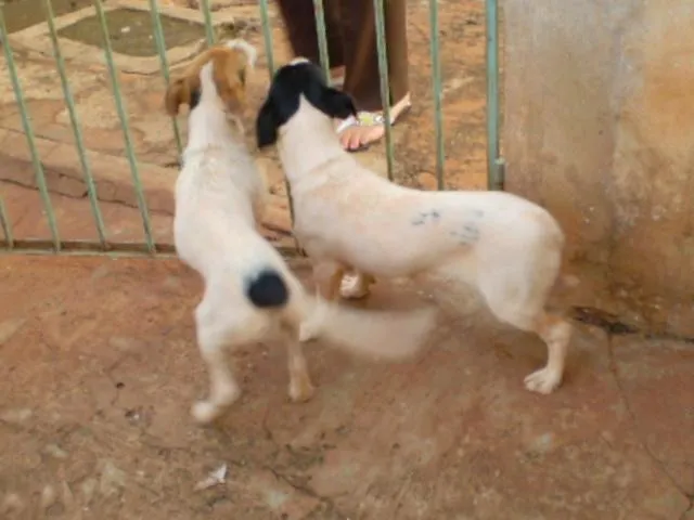 Cachorro ra a SRD idade 2 a 6 meses nome Lola e Luma