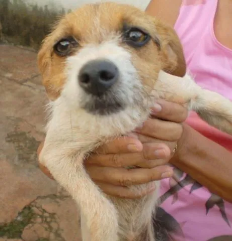 Cachorro ra a SRD idade 2 a 6 meses nome Lola e Luma