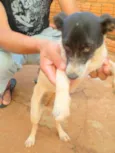 Lola e Luma