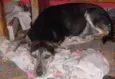 ENCONTRADA busca No