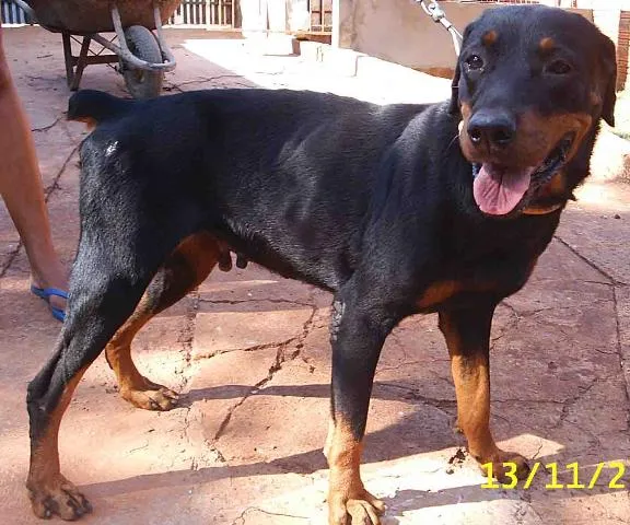 Cachorro ra a Rotweiller idade 2 anos nome       Lorena