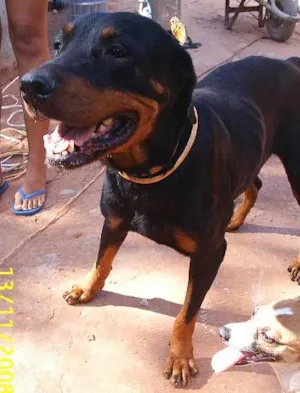 Cachorro raça Rotweiller idade 2 anos nome       Lorena