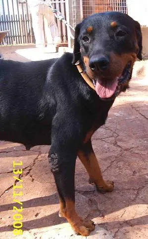 Cachorro ra a Rotweiller idade 2 anos nome       Lorena