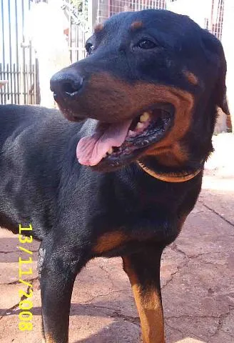 Cachorro ra a Rotweiller idade 2 anos nome       Lorena