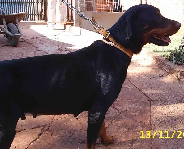 Cachorro ra a Rotweiller idade 2 anos nome       Lorena