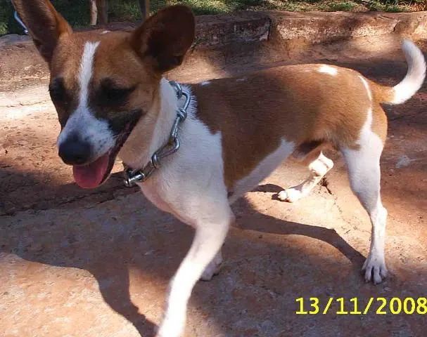 Cachorro ra a SRD (Fox) idade 3 anos nome    Pimpolho