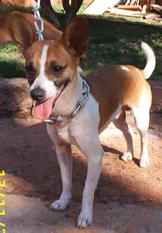 Cachorro ra a SRD (Fox) idade 3 anos nome    Pimpolho