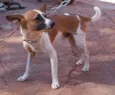    Pimpolho