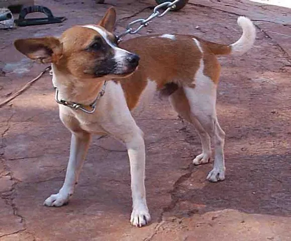 Cachorro ra a SRD (Fox) idade 3 anos nome    Pimpolho
