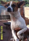    Pimpolho