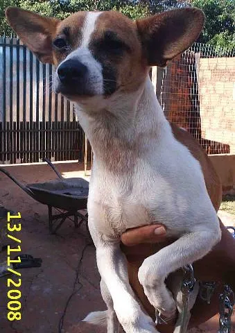 Cachorro ra a SRD (Fox) idade 3 anos nome    Pimpolho