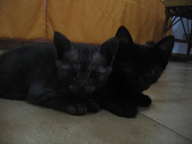 Gato ra a SRD idade 2 a 6 meses nome Negão e Menina