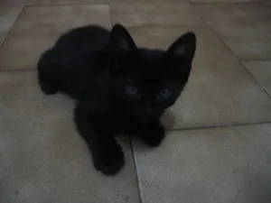 Gato raça SRD idade 2 a 6 meses nome Negão e Menina