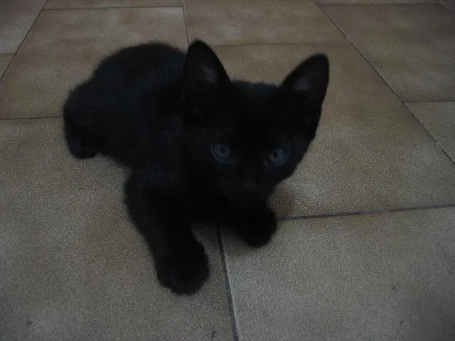 Gato ra a SRD idade 2 a 6 meses nome Negão e Menina