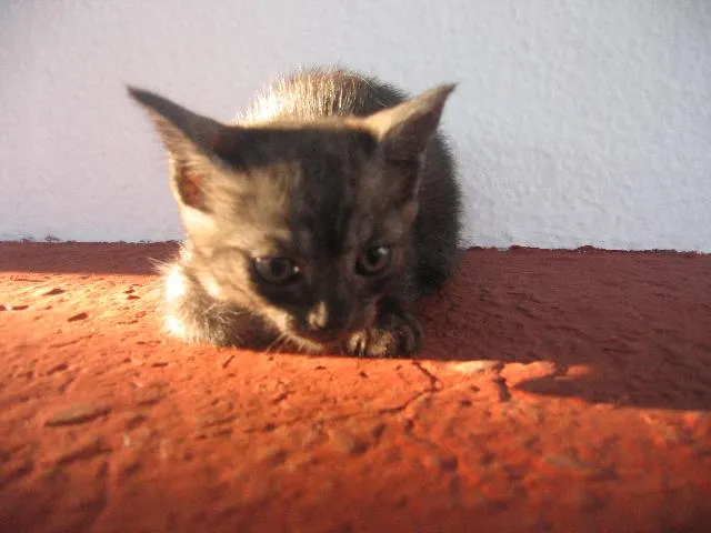 Gato ra a SRD idade 2 a 6 meses nome Negão e Menina