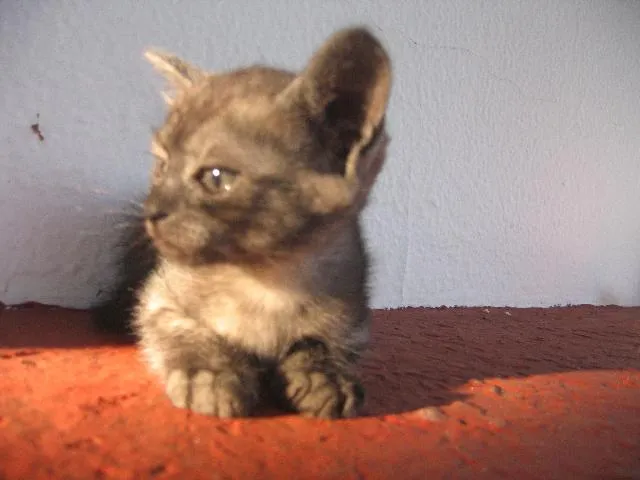 Gato ra a SRD idade 2 a 6 meses nome Negão e Menina