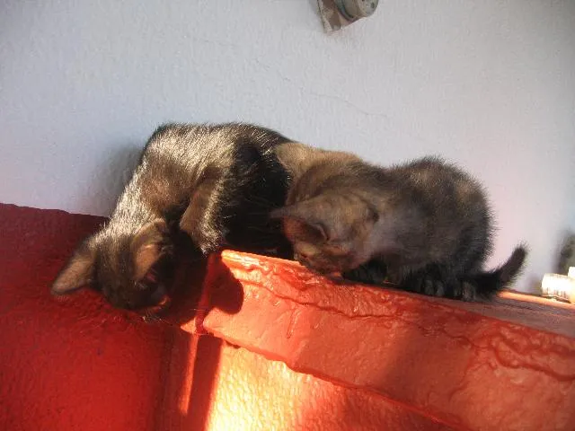 Gato ra a SRD idade 2 a 6 meses nome Negão e Menina