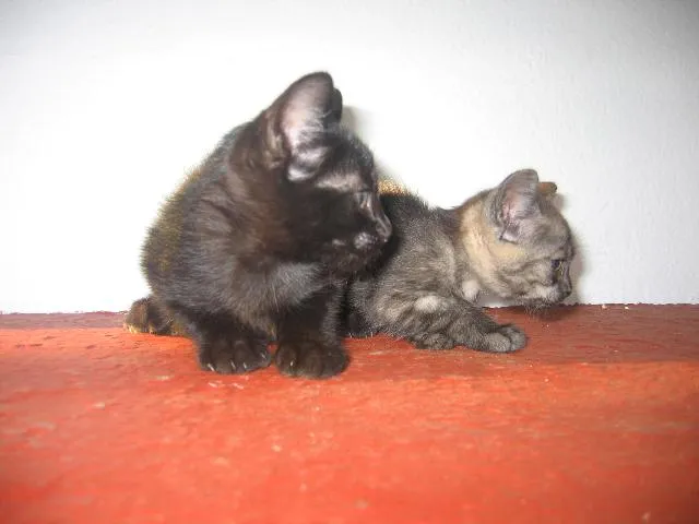 Gato ra a SRD idade 2 a 6 meses nome Negão e Menina