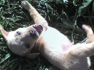 Cachorro raça SRD idade 2 a 6 meses nome Filhotes Brincalhões