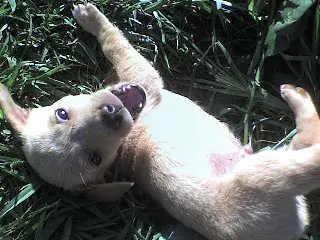 Cachorro ra a SRD idade 2 a 6 meses nome Filhotes Brincalhões