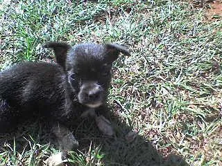 Cachorro ra a SRD idade 2 a 6 meses nome Filhotes Brincalhões