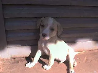 Cachorro ra a SRD idade 2 a 6 meses nome Filhotes Brincalhões