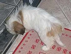 Cachorro raça Lhasa apso idade 7 a 11 meses nome PROCURA Neguinha Gr