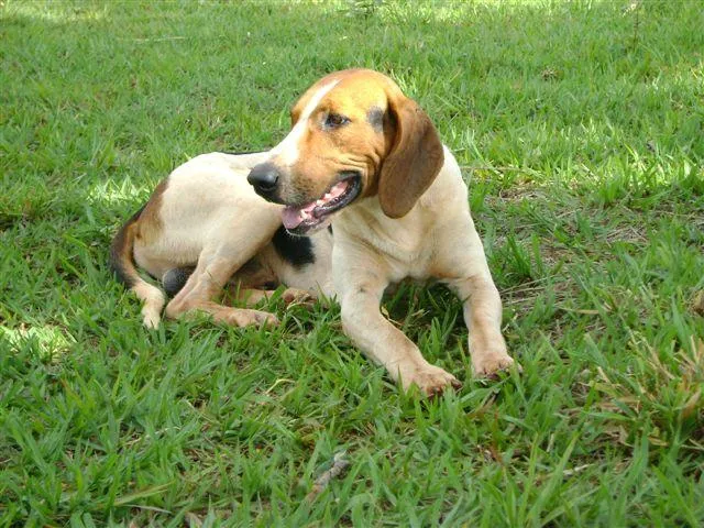 Cachorro ra a Mest.Perdigueiro idade 2 anos nome Grandão