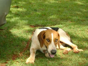 Cachorro raça Mest.Perdigueiro idade 2 anos nome Grandão