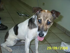 Cachorro raça SRD idade 1 ano nome     Madonna