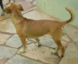 Lilica