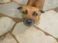 Lilica
