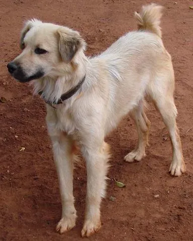 Cachorro ra a SRD idade 1 ano nome Menina ou Menino
