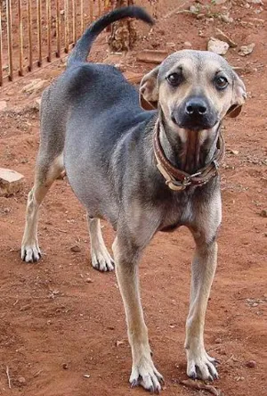 Cachorro raça SRD idade 1 ano nome Menina ou Menino