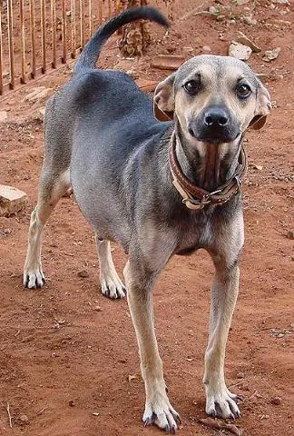 Cachorro ra a SRD idade 1 ano nome Menina ou Menino
