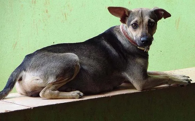 Cachorro ra a SRD idade 1 ano nome Menina ou Menino