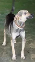 Menina ou Menino